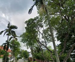 Wolskel Road (D13), Detached #584006961